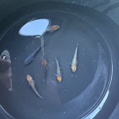 メダカ　ペテルギウス の画像
