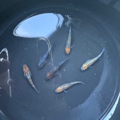 メダカ　ペテルギウス の画像