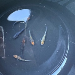 メダカ　ペテルギウス の画像