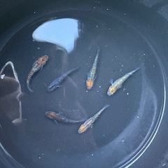 メダカ　ペテルギウス の画像