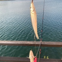 釣り友達探してます！！