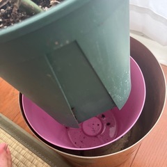 モンステラ　観葉植物　鉢カバー付きの画像
