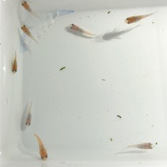 🍡雲州三色ダルマNo.2🐟稚魚　10匹の画像