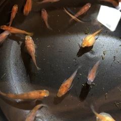 🍡雲州三色ダルマNo.2🐟稚魚　10匹の画像