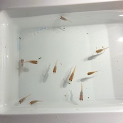 🍡雲州三色ダルマNo.2🐟稚魚　10匹の画像