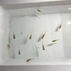 🍡雲州三色ダルマNo.2🐟稚魚　10匹の画像