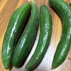 本日収穫きゃうり7本の画像