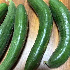 本日収穫きゃうり7本の画像
