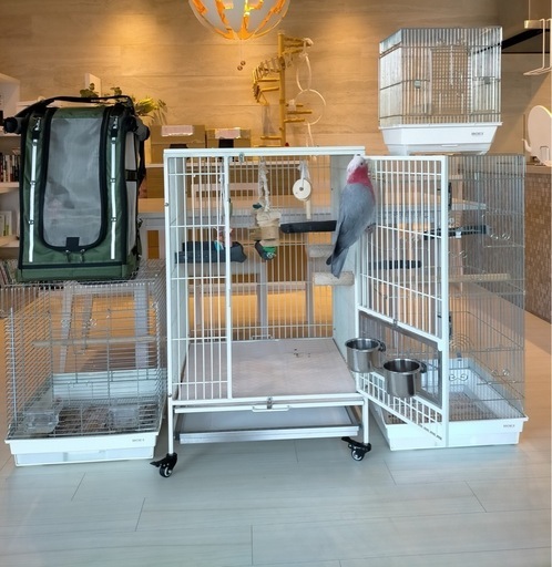 大型バードケージ 割引 スチール製