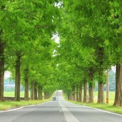 メタセコイア苗木③の画像