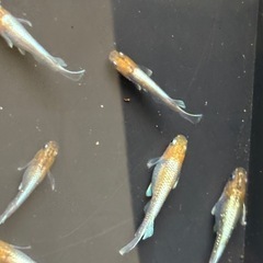 (セール)三色体外光キッシングメダカ　6匹の画像