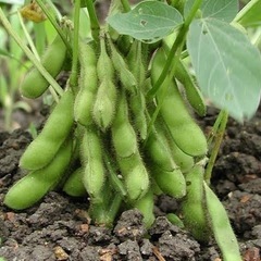 だだちゃ豆A級品　1kg〜販売　の画像