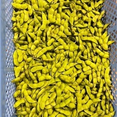 だだちゃ豆A級品　1kg〜販売　の画像