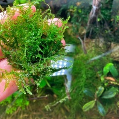 水草　4種類の画像