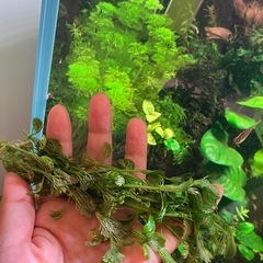 水草　4種類の画像