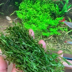 水草　4種類の画像