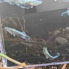 メダカ　エメキン　オス2メス2の画像