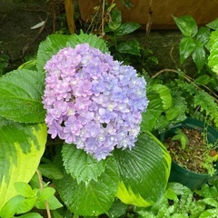柏葉アジサイの画像