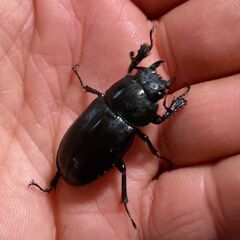 【レア 珍種 爆産セット】ハチジョウノコギリクワガタ♂1♀3 4頭セット② 2025の画像