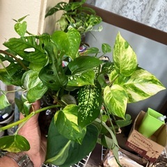 観葉植物色々の画像