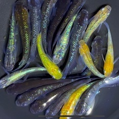 ラメ系　ミックスメダカ　20匹＋α めだか　若魚【画像現物】の画像