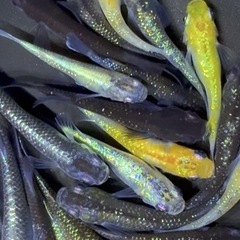 ラメ系　ミックスメダカ　20匹＋α めだか　若魚【画像現物】の画像