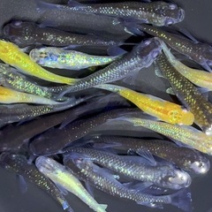 ラメ系　ミックスメダカ　20匹＋α めだか　若魚【画像現物】の画像