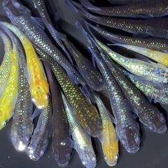 ラメ系　ミックスメダカ　20匹＋α めだか　若魚【画像現物】の画像