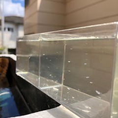 超.極上🏜️天宮メダカ🏜️体外光ひかり.ラメ魚メダカ⛱️幼魚１５匹.No 13の画像