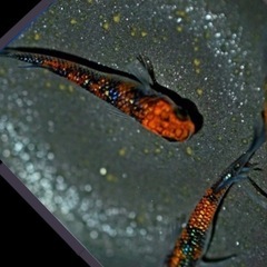 超.極上🏜️天宮メダカ🏜️体外光ひかり.ラメ魚メダカ⛱️幼魚１５匹.No 13の画像