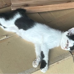 仔猫の里親募集