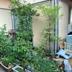 シマトネリコの画像