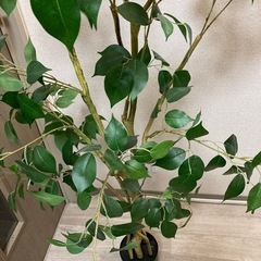 観葉植物（造花）の画像