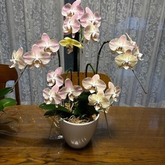 5本立ちミニ胡蝶蘭2鉢　陶器　鉢物　　の画像