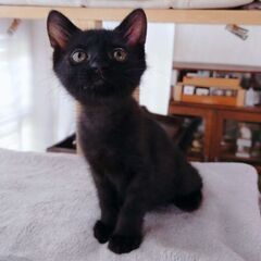 甘えっ子の黒猫のりちゃん