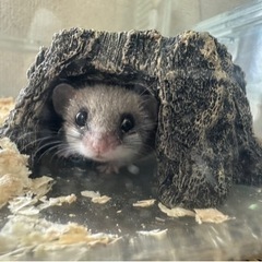 アフリカヤマネ♂