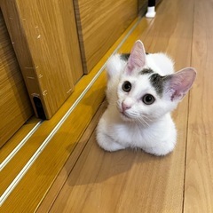 白ブチのラクちゃん🐱メス