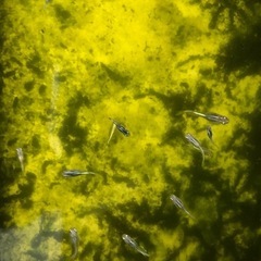 【メダカ】青幹之 (ミユキ) 若魚20匹ほどの画像