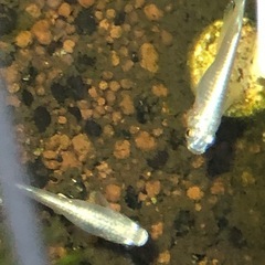 【メダカ】青幹之 (ミユキ) 若魚20匹ほどの画像