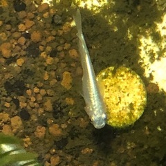 【メダカ】青幹之 (ミユキ) 若魚20匹ほどの画像