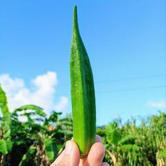 朝採り☀️自家製オクラ1kg🌱の画像
