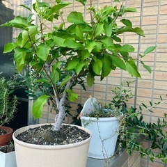 姫りんごの木の画像