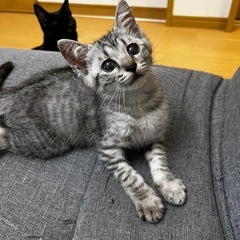 つぶらな瞳のカイ君🐱オス