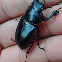 【レア 珍種 爆産セット】ハチジョウノコギリクワガタ♂1♀3 4頭セット② 2025の画像