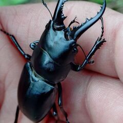 【レア 珍種 爆産セット】ハチジョウノコギリクワガタ♂1♀3 4頭セット② 2025の画像