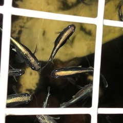 【メダカ】ミッドナイトフリル 体外光 稚魚 10匹の画像