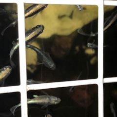 【メダカ】ミッドナイトフリル 体外光 稚魚 10匹の画像