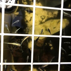 【メダカ】ミッドナイトフリル 体外光 稚魚 10匹の画像