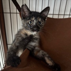 ちょっとびびりちゃん子猫