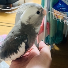 オカメインコの迷子